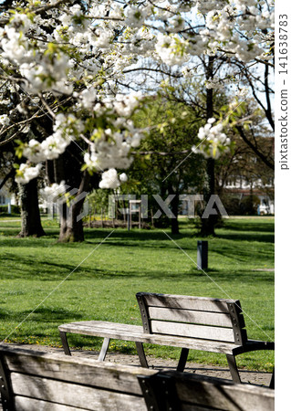 Park Bench - Spring Blossom Trees With Green Landscape - Urban Park Recreation With Blossoming Cherry Trees Park Bench - Spring Blossom Trees With Green Landscape - Urban Park Recreation With Blossoming Cherry Trees 141638783
