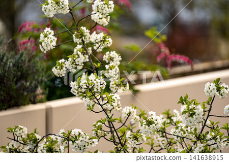 Potted Cherry Blossom Tree On Patio: Spring Flowering Plant In Urban Balcony Garden 141638915