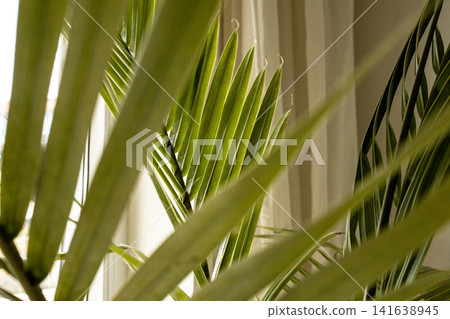 Indoor Coconut Palm Leaves Near Window: Tropical Houseplant In Natural Light At Home 141638945