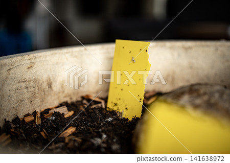 Yellow Sticky Trap In Plant Soil: Close Up Of Fungus Gnat Control In Potted Plant Yellow Sticky Trap In Plant Soil: Close Up Of Fungus Gnat Control In Potted Plant 141638972