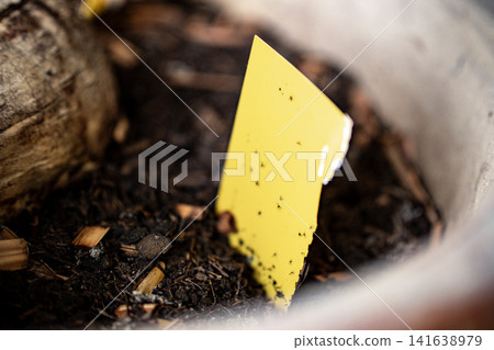 Yellow Sticky Trap In Plant Soil: Close Up Of Fungus Gnat Control In Potted Plant Yellow Sticky Trap In Plant Soil: Close Up Of Fungus Gnat Control In Potted Plant 141638979