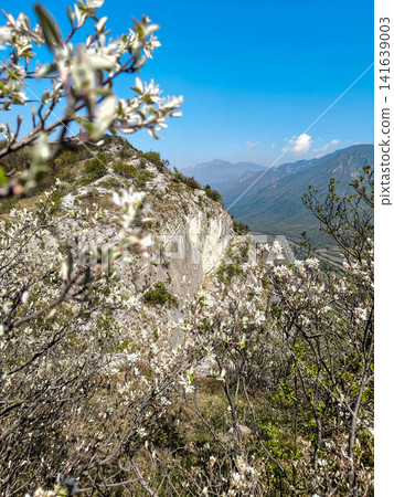 Climbing Garden Placca D Argento At Forte San Marco: Blossoming Trees Framing Cliffside Route In Spring Climbing Garden Placca D Argento At Forte San Marco: Blossoming Trees Framing Cliffside Route In Spring 141639003