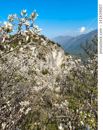 Climbing Garden Placca D Argento At Forte San Marco: Blossoming Trees Framing Cliffside Route In Spring 141639007