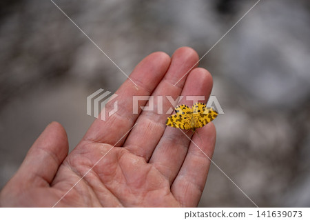 Orange Spotted Butterfly Resting On Human Fingers: Close Up Nature Interaction In Soft Natural Light Orange Spotted Butterfly Resting On Human Fingers: Close Up Nature Interaction In Soft Natural Light 141639073