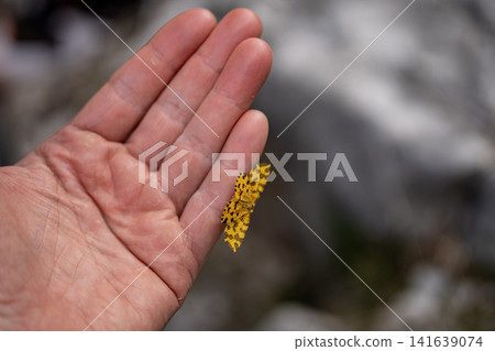 Orange Spotted Butterfly Resting On Human Fingers: Close Up Nature Interaction In Soft Natural Light Orange Spotted Butterfly Resting On Human Fingers: Close Up Nature Interaction In Soft Natural Light 141639074