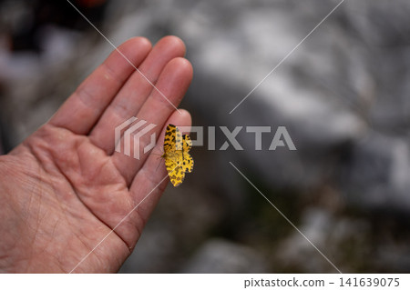 Orange Spotted Butterfly Resting On Human Fingers: Close Up Nature Interaction In Soft Natural Light Orange Spotted Butterfly Resting On Human Fingers: Close Up Nature Interaction In Soft Natural Light 141639075