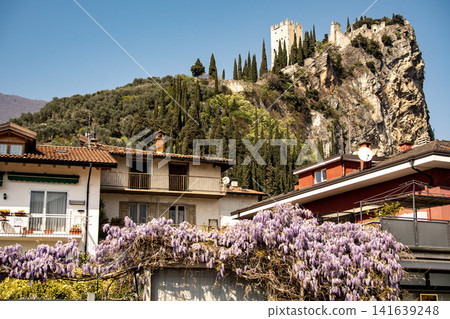 Wisteria Flowers Blooming Along Stone Wall In Arco With Castello Di Arco: Scenic Spring View In Sarca Valley Near Lake Garda Italy Wisteria Flowers Blooming Along Stone Wall In Arco With Castello Di Arco: Scenic Spring View In Sarca Valley Near Lake Garda Italy 141639248