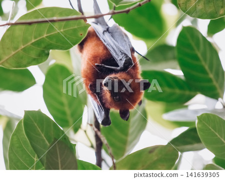 Flying Fox Bats Hanging Upside Down On Tree Branch: Tropical Wildlife Scene In Australia Indonesia Malaysia Philippines And Thailand Flying Fox Bats Hanging Upside Down On Tree Branch: Tropical Wildlife Scene In Australia Indonesia Malaysia Philippines And Thailand 141639305