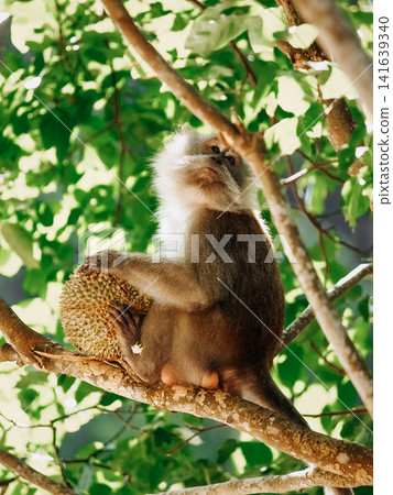 Long Tailed Macaque Eating Durian Fruit On Tree Branch: Tropical Rainforest Wildlife Scene In Southeast Asia Long Tailed Macaque Eating Durian Fruit On Tree Branch: Tropical Rainforest Wildlife Scene In Southeast Asia 141639340