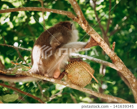 Long Tailed Macaque Eating Durian Fruit On Tree Branch: Tropical Rainforest Wildlife Scene In Southeast Asia Long Tailed Macaque Eating Durian Fruit On Tree Branch: Tropical Rainforest Wildlife Scene In Southeast Asia 141639345