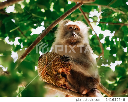 Long Tailed Macaque Eating Durian Fruit On Tree Branch: Tropical Rainforest Wildlife Scene In Southeast Asia Long Tailed Macaque Eating Durian Fruit On Tree Branch: Tropical Rainforest Wildlife Scene In Southeast Asia 141639346