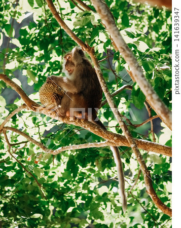 Long Tailed Macaque Eating Durian Fruit On Tree Branch: Tropical Rainforest Wildlife Scene In Southeast Asia Long Tailed Macaque Eating Durian Fruit On Tree Branch: Tropical Rainforest Wildlife Scene In Southeast Asia 141639347