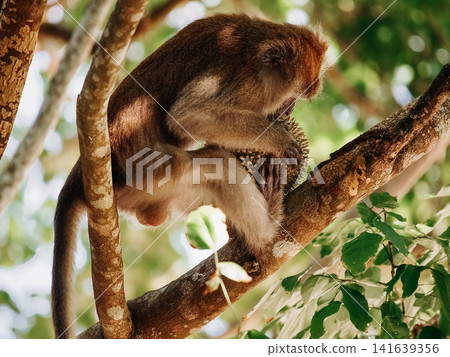 Long Tailed Macaque Eating Durian Fruit On Tree Branch: Tropical Rainforest Wildlife Scene In Southeast Asia Long Tailed Macaque Eating Durian Fruit On Tree Branch: Tropical Rainforest Wildlife Scene In Southeast Asia 141639356