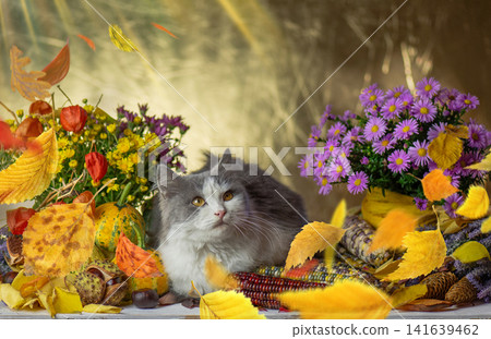 Domestic cat in basket surrounded by pumpkins, flowers and fall vegetables on wooden table. Cat lying in wicker basket with seasonal gourds and purple asters on blue backdrop Domestic cat in basket surrounded by pumpkins, flowers and fall vegetables on wooden table. Cat lying in wicker basket with seasonal gourds and purple asters on blue backdrop 141639462