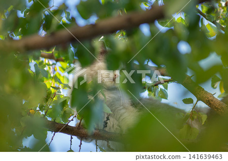 Domestic cat in basket surrounded by pumpkins, flowers and fall vegetables on wooden table. Cat lying in wicker basket with seasonal gourds and purple asters on blue backdrop Domestic cat in basket surrounded by pumpkins, flowers and fall vegetables on wooden table. Cat lying in wicker basket with seasonal gourds and purple asters on blue backdrop 141639463
