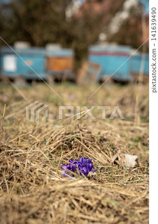 Purple Crocus Flowers In Meadow Foreground: Early Spring Wildflowers With Rural Apiary In Background Purple Crocus Flowers In Meadow Foreground: Early Spring Wildflowers With Rural Apiary In Background 141639490