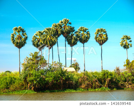 Sugar Palm Trees Along Rural Riverbank In Cambodia: Tropical Landscape With Traditional Hut Under Clear Blue Sky Sugar Palm Trees Along Rural Riverbank In Cambodia: Tropical Landscape With Traditional Hut Under Clear Blue Sky 141639548