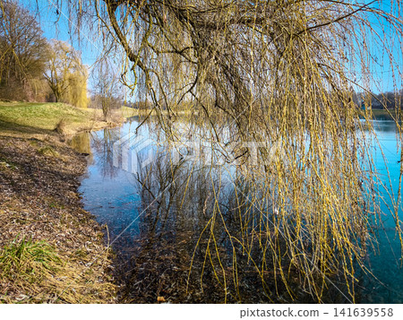 Scenic spring landscape of Emmeringer Lake with weeping willow trees and green grass under a blue sky near Olching and Fuerstenfeldbruck, Bavaria, Germany Scenic spring landscape of Emmeringer Lake with weeping willow trees and green grass under a blue sky near Olching and Fuerstenfeldbruck, Bavaria, Germany 141639558