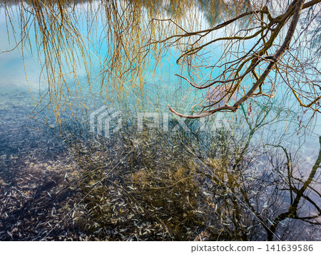 Scenic spring landscape of Emmeringer Lake with weeping willow trees and green grass under a blue sky near Olching and Fuerstenfeldbruck, Bavaria, Germany Scenic spring landscape of Emmeringer Lake with weeping willow trees and green grass under a blue sky near Olching and Fuerstenfeldbruck, Bavaria, Germany 141639586