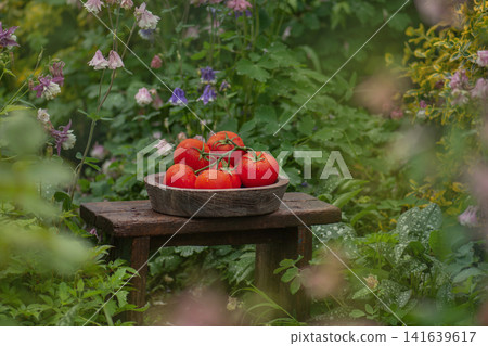 Pepper shaped tomatoes in a wicker basket utdoors. Tomatoes skin glossy vibrant red. Pepper like tomatoes in a wicker basket Pepper shaped tomatoes in a wicker basket utdoors. Tomatoes skin glossy vibrant red. Pepper like tomatoes in a wicker basket 141639617