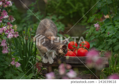 Pepper shaped tomatoes in a wicker basket utdoors. Tomatoes skin glossy vibrant red. Pepper like tomatoes in a wicker basket Pepper shaped tomatoes in a wicker basket utdoors. Tomatoes skin glossy vibrant red. Pepper like tomatoes in a wicker basket 141639618