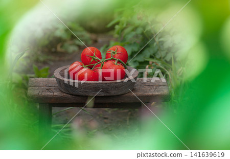 Pepper shaped tomatoes in a wicker basket utdoors. Tomatoes skin glossy vibrant red. Pepper like tomatoes in a wicker basket Pepper shaped tomatoes in a wicker basket utdoors. Tomatoes skin glossy vibrant red. Pepper like tomatoes in a wicker basket 141639619