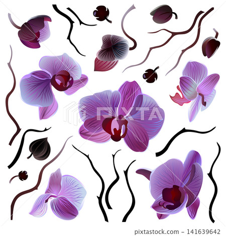 Set of isolated vector orchids for your design 141639642