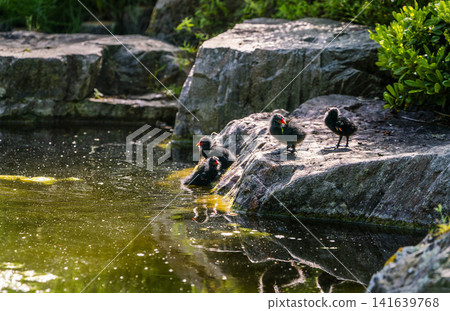 Japanese garden in London. 4 moorhen chicks with orange beaks waiting for their mother. May 26th. The Japanese garden is a great place for birds! Japanese garden in London. 4 moorhen chicks with orange beaks waiting for their mother. May 26th. The Japanese garden is a great place for birds! 141639768