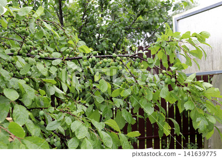 Blackthorn branches laden with unripe fruit in the garden Blackthorn branches laden with unripe fruit in the garden 141639775