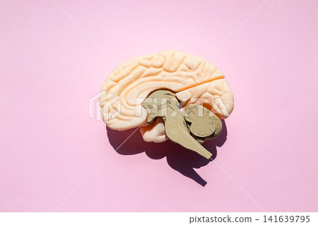 Plastic brain model with highlighted brainstem and cerebellum on pastel pink background Plastic brain model with highlighted brainstem and cerebellum on pastel pink background 141639795
