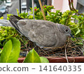 bird in the nest 141640335