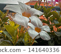 The white Mandevilla in the mini garden 141640336