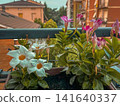 Mandevilla flowers in the garden 141640337