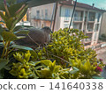 pigeon in the garden 141640338