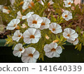 white flowers in the garden 141640339