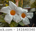 The white Mandevilla in the mini garden 141640340