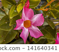 Pink Mandevilla flower 141640341