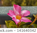 Pink Mandevilla flower 141640342