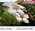 The white Mandevilla in the mini garden 141640345