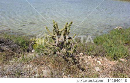 Close up view of a native spiny green cactus bush on rocky shore of shallow lake during sunny day 141640448