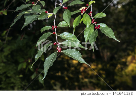 Fruiting Amur Honeysuckle Shrub in an Autumn Garden Fruiting Amur Honeysuckle Shrub in an Autumn Garden 141641188