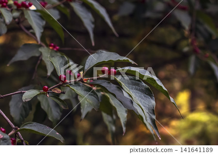 Arching Amur Honeysuckle Branch with Red Autumn Berries Arching Amur Honeysuckle Branch with Red Autumn Berries 141641189