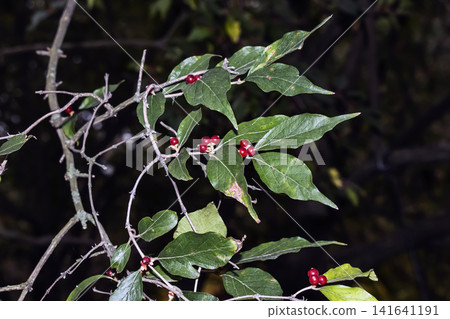 Red Berries of Amur Honeysuckle on an Autumn Branch Red Berries of Amur Honeysuckle on an Autumn Branch 141641191