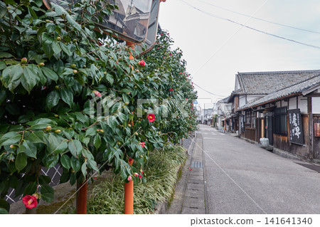 Hizen Hamajuku, Camellia Flowers, Sake Brewery Street Hizen Hamajuku, Camellia Flowers, Sake Brewery Street 141641340