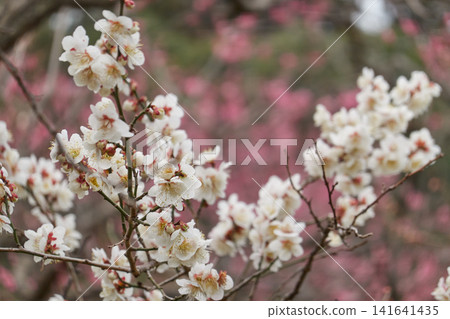 粉紅色的背景上簇簇盛開著白色的梅花。 141641435