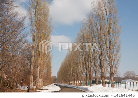 Poplar trees lining a street, lingering snow, Hokkaido Poplar trees lining a street, lingering snow, Hokkaido 141641446