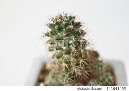 Cactus Cactus 141641495