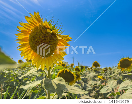 Vibrant blooming sunflower under bright blue sky Vibrant blooming sunflower under bright blue sky 141641679
