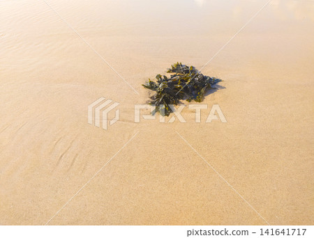 A solitary clump of seaweed rests on a pristine, sundrenched sandy beach. This serene scene, with nobody present, evokes feelings of natural tranquility, coastal simplicity, and organic beauty. A solitary clump of seaweed rests on a pristine, sundrenched sandy beach. This serene scene, with nobody present, evokes feelings of natural tranquility, coastal simplicity, and organic beauty. 141641717