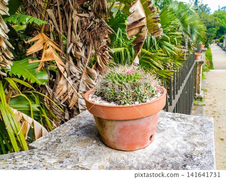 This blooming green cactus with delicate pink flowers sits in a rustic terracotta pot on a stone ledge, surrounded by lush tropical palms in a sunny, peaceful botanical garden. 141641731